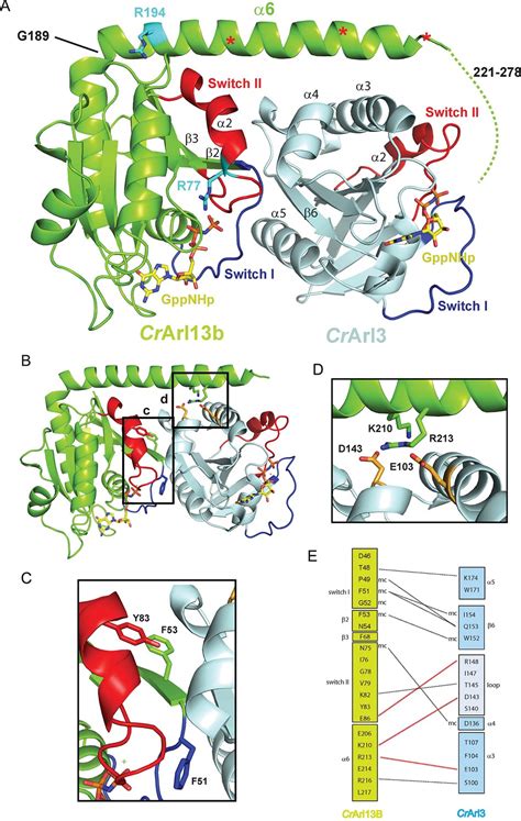 Figures And Data In A G Protein Activation Cascade From Arl B To Arl