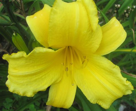Mary Todd – Arrasmith Farm Daylilies