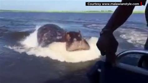 Frightening Video Captures Hippo Chasing Tour Boat In Zambia Wgn Tv