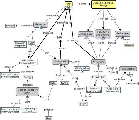 Atp Energy Production And Conv