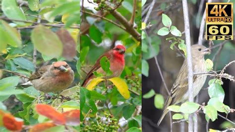 4K60 香港稀有冬候雀鳥 普通朱雀 Rare birds of Hong Kong Common rosefinch YouTube