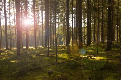 Fotos Gratis Paisaje Rbol Naturaleza Pantano Desierto Ligero