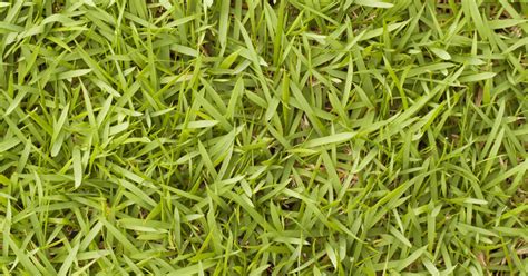 Bermuda Grass Una Gu A Para Cuidar Y Cultivar Bermudagrass Ies Mar Azul