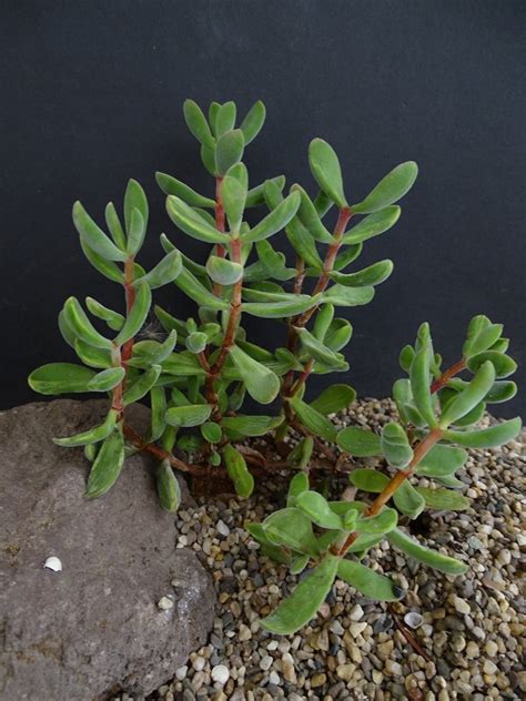 Plantfiles Pictures Crassula Species Crassula Rogersii By Palmbob