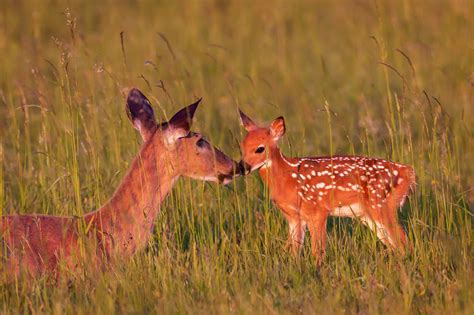 Whitetail Deer Doe With Fawn Fine Art Photo Print For Sale | Photos by Joseph C. Filer