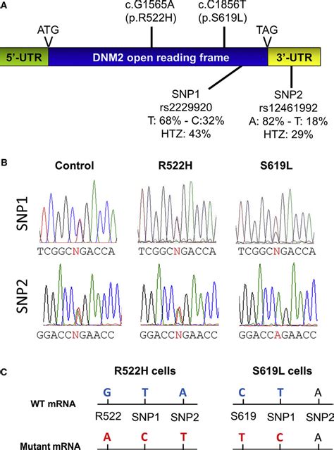 Identification Of Targetable Snps And Heterozygous Cells A Schematic