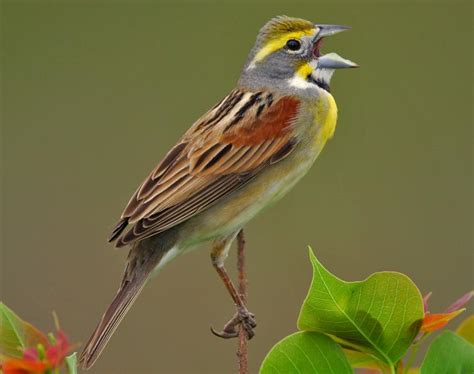 Dickcissel Songs and Calls - Larkwire