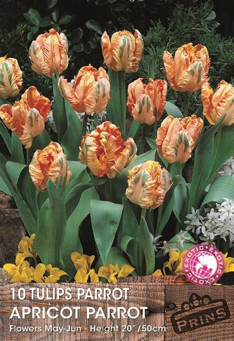 Parrot Tulip Bulbs Apricot Parrot Wpc Prins Quality Bulbs Pack