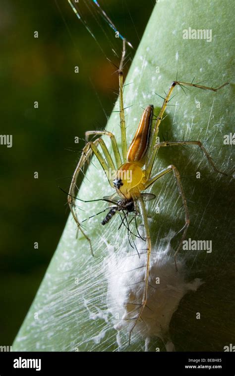 This Lynx Spider Has Just Captured Its Prey Stock Photo Alamy