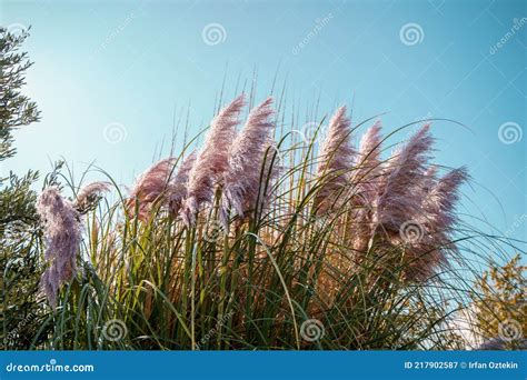 Pampas Grass Royalty Free Stock Image 72896992