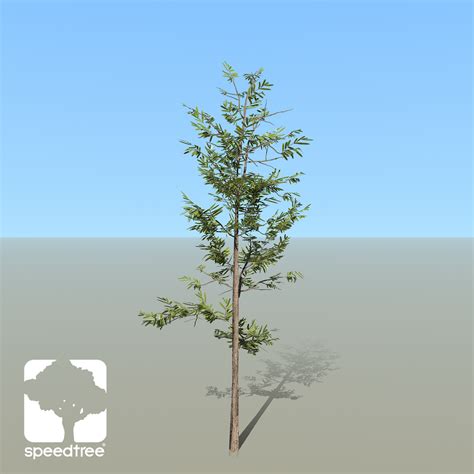 Willow Oak Species Pack (Lumberyard) - SpeedTree