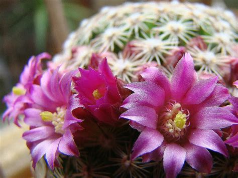 Mammillaria Zeilmanniana Rose Pincushion Cactus World Of Succulents