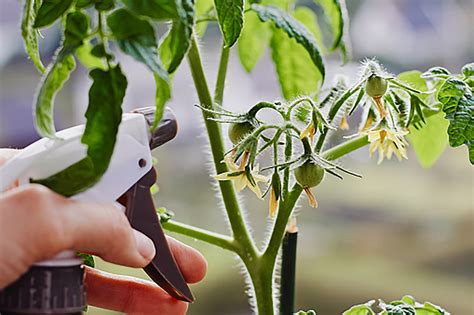 Why That Homemade Insecticidal Soap Might Kill Your Garden - Countryside