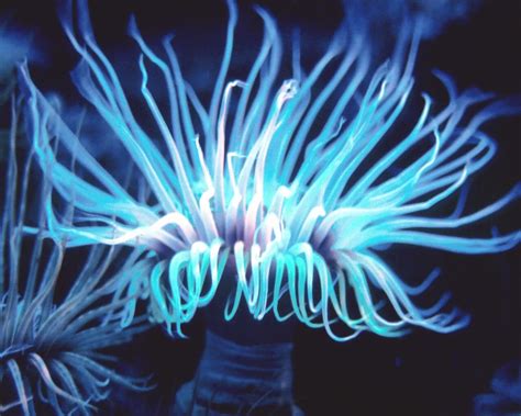 NATURE'S BEAUTY: SEA ANEMONE