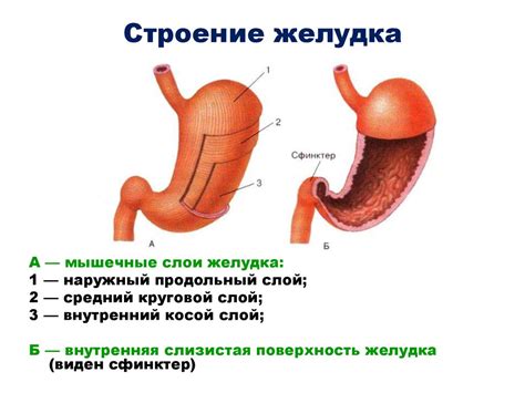 Пищеварение в желудке и двенадцатиперстной кишке. Действие ферментов ...