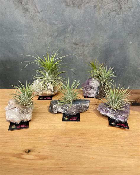 Tillandsia Air Plants With Crystals Gippsland Indoor Plants