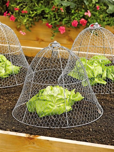 Gardeners Supply Company Sturdy Chicken Wire Cloche Plant