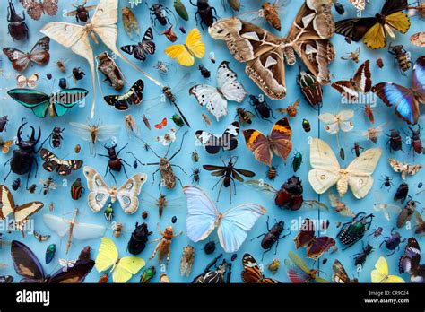 Collection Of Insects Moths Butterflies Beetles From Around The