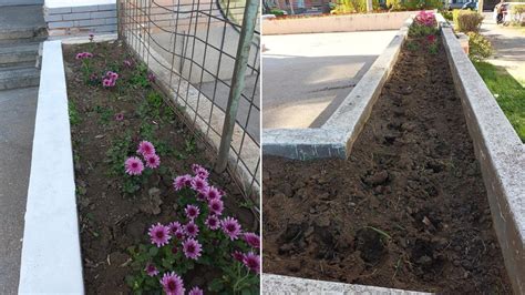 CONSTANȚA Florile plantate în parcuri și jardiniere furate chiar după