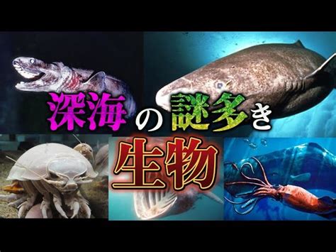 深海生物の謎 タグが付けられた記事一覧を表示しています。 遊びの社