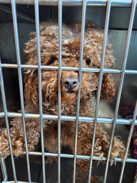 Pet Fbi Report Id 550300 For Found Dog Pets Found By Internet