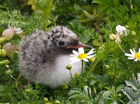 Baby Birdorable Arctic Tern In Baby Birds Terns