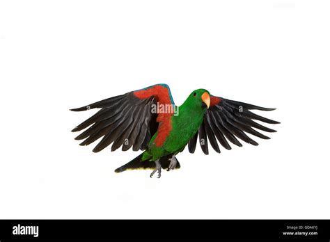 Eclectus