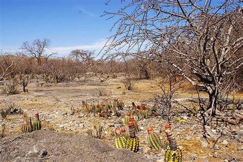 Caatinga o que é vegetação e características Significados