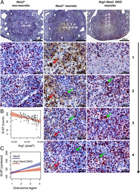 Proximity Of Arg1 Cells Affects T Cell Proliferation In Download