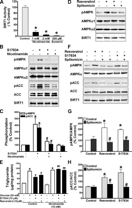 Sirt1 Regulates Hepatocyte Lipid Metabolism Through Activating Amp Activated Protein Kinase