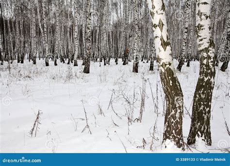 Bois De Bouleau En Hiver Russie Image Stock Image Du Hiver