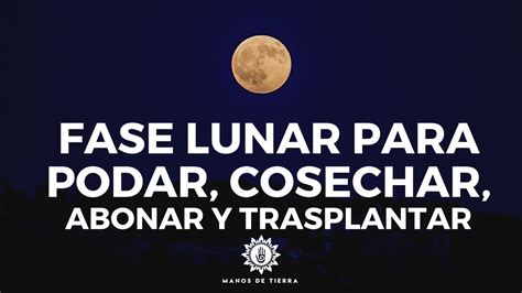 Como Usar Fases Lunares Para Podar Cosechar Abonar Injertar Y