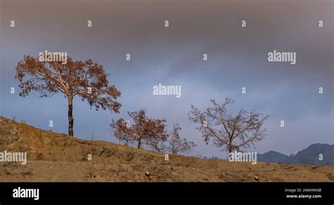 Burned Trees At Edge Of Mountain Cliff At Sunset Nature Disaster