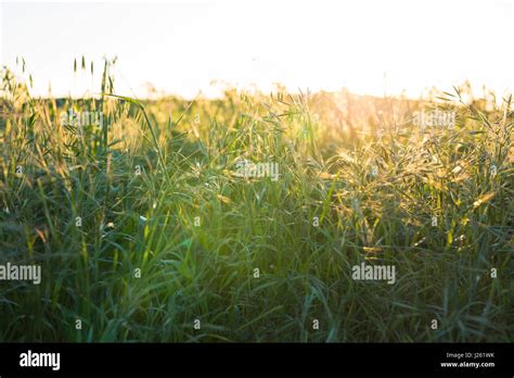 Bright Sunset Over Green Field Green Meadow Stock Photo Alamy