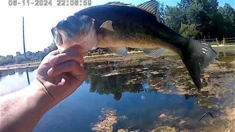 Catching Bass On A Wacky Rig Youtube