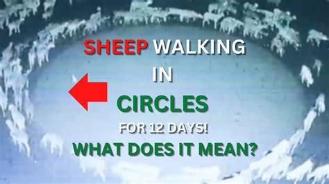 Sheep Walking In Circles For 12 Days Mystery Solved Boredom Disease