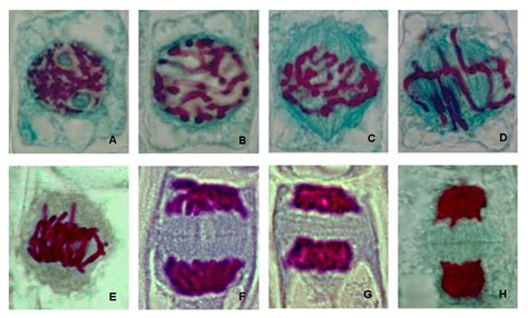 La mitose est un processus en quatre étapes qui 1ère Spécialité