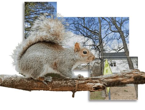 Squirrel Removal Squirrel Removal In Nashville Tn