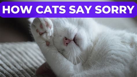 How Cats Say Sorry Ways Your Cat Apologises Youtube