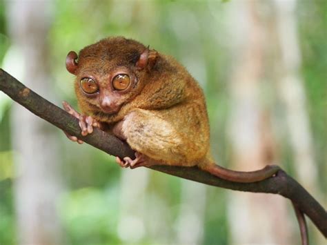 Travel to the Philippines to See Some of the Rarest Animals in the ...