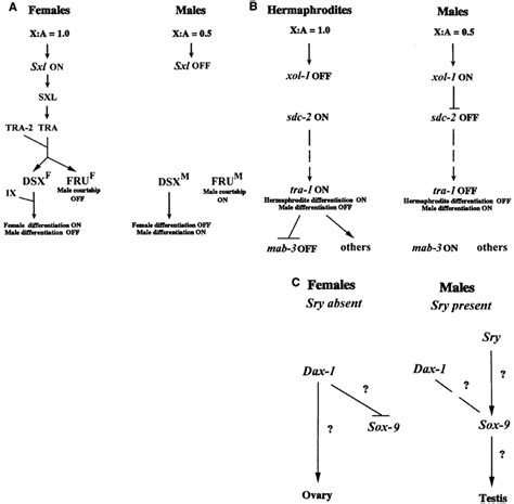 Main Features Of The Sex Determination Systems In Model Species 8 9