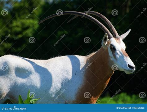 The East African Oryx Oryx Beisa Stock Photo Image Of Oryx Outdoor