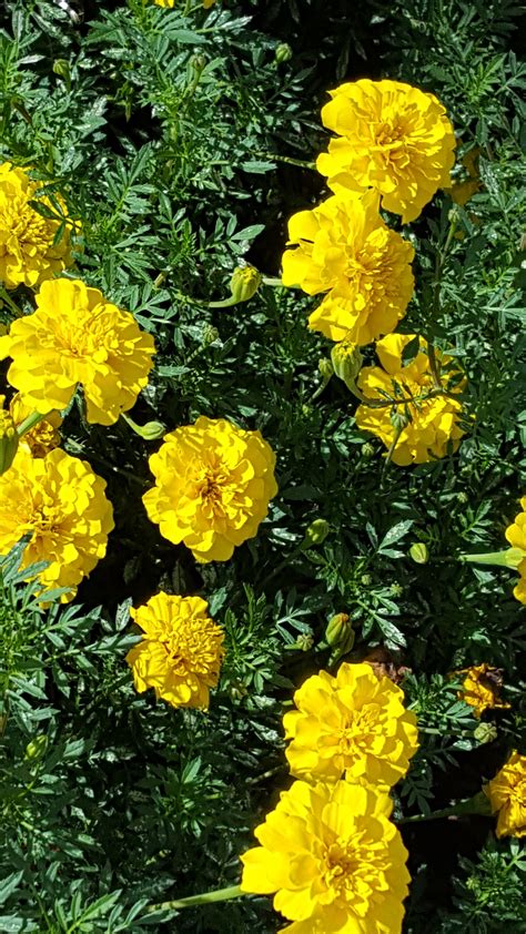 marigold | Virginia Macali