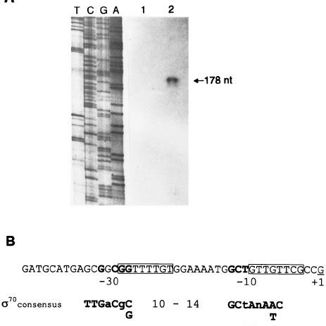 Survival Of C Crescentus Strains Exposed To MMS Cells Were Shaken