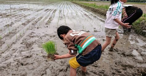 田植えのやり方【手植え編】基礎から学べるコツや道具を徹底解説