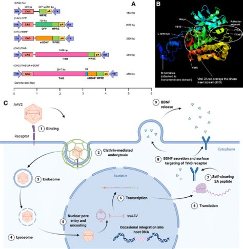 Simultaneous Administration Of A Ligand And Its Receptor By A Single Download Scientific