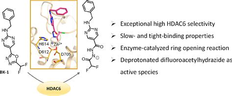 2 Difluoromethyl 1 3 4 Oxadiazoles The Future Of Selective Histone