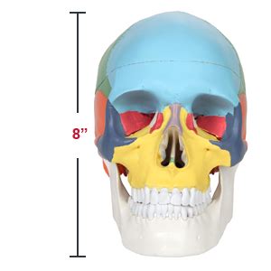 Axis Scientific Part Didactic Human Skull Model Life Size Painted