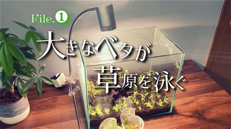 【ベタ水槽】緑の草原を目指してミスト式立ち上げに挑戦してみる！ Youtube