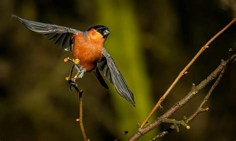 Bullfinch Bird Photos, Download The BEST Free Bullfinch Bird Stock Photos & HD Images